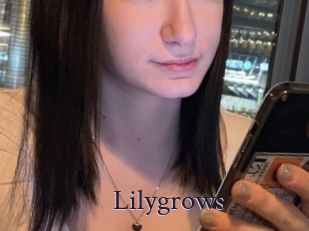 Lilygrows
